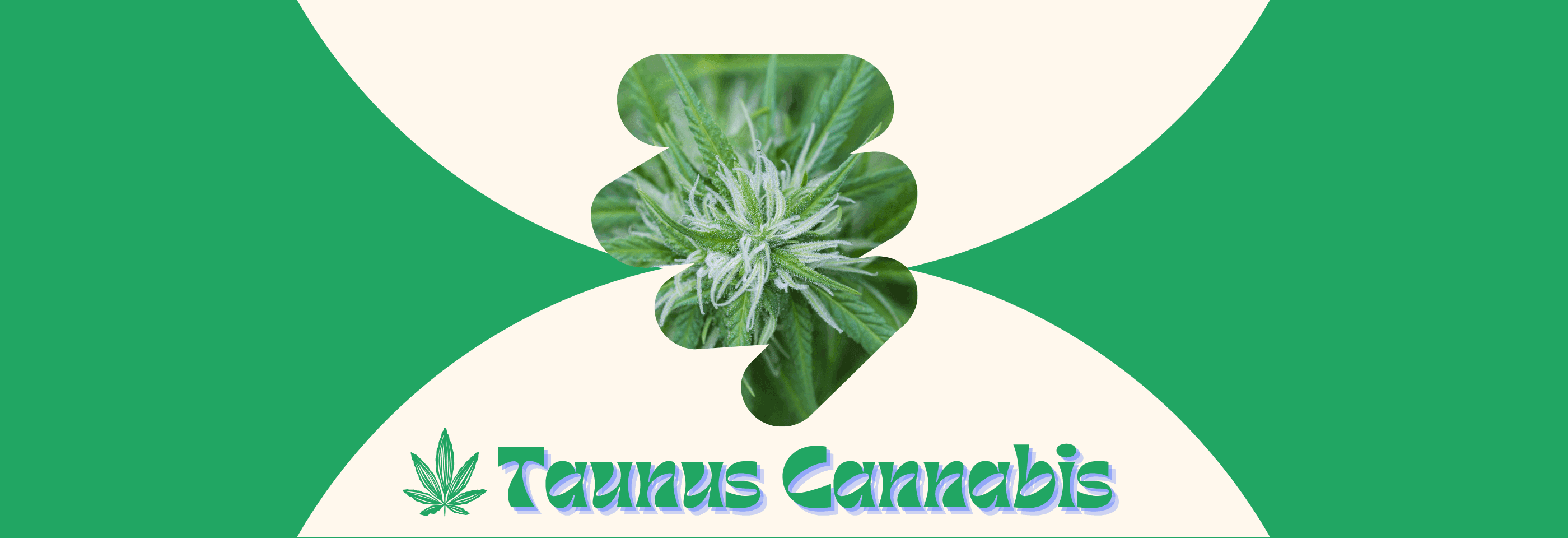 Nahaufnahme eines Cannabisblattes mit grünen Hintergründen.