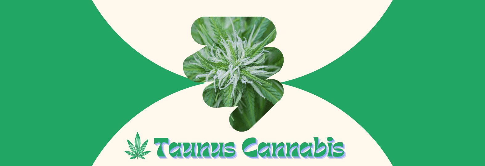 Cannabisblüte auf grün-beigem Hintergrund und Taunus-Cannabis-Logo